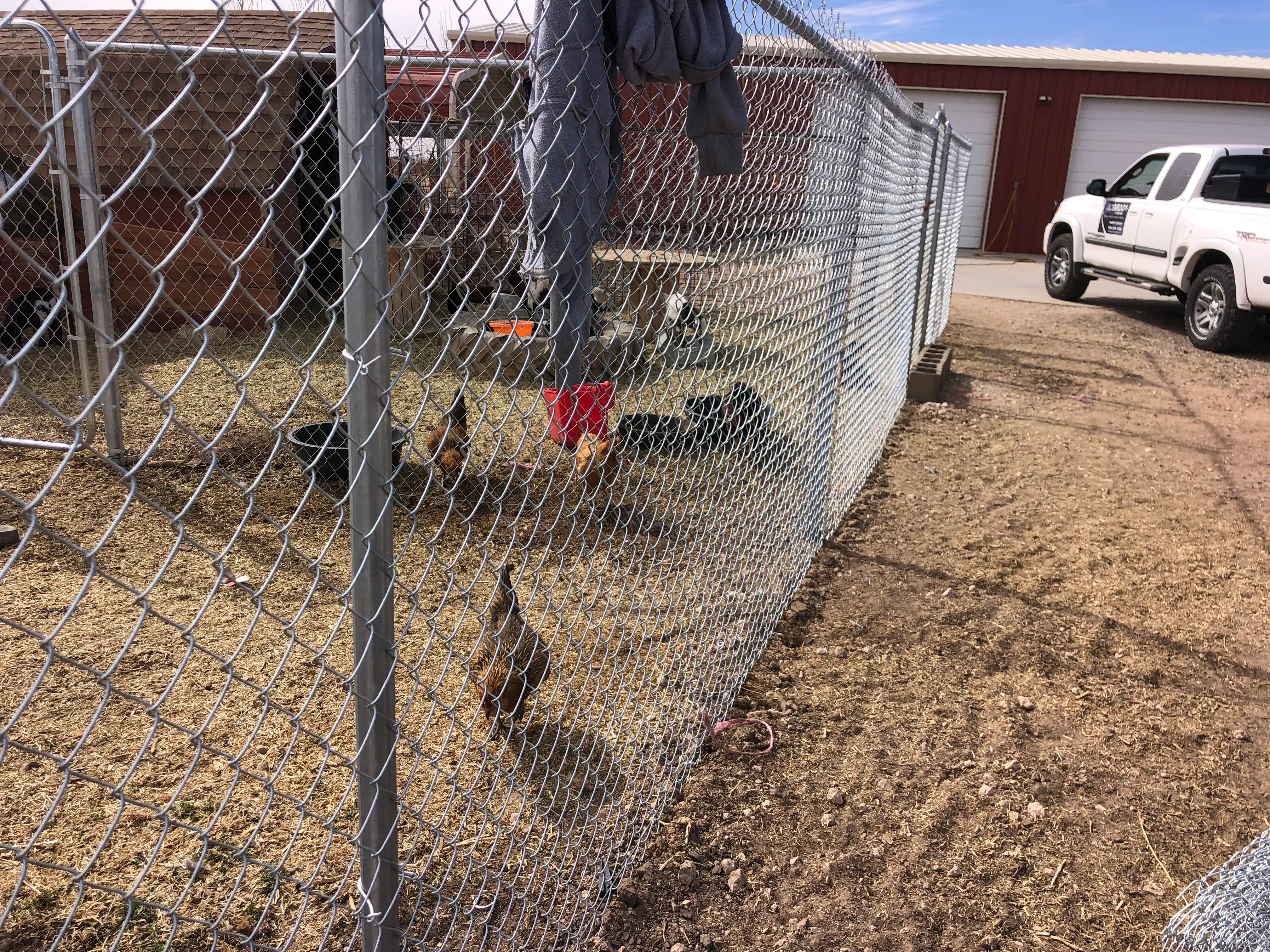 Chainlink fence for chicken coup